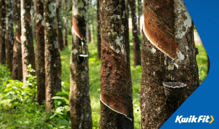 A row of trees surrounded by greenery.